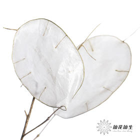 永生花材 | 银扇叶