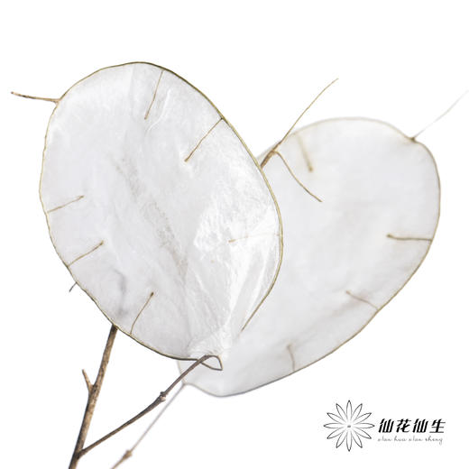 永生花材 | 银扇叶 商品图0