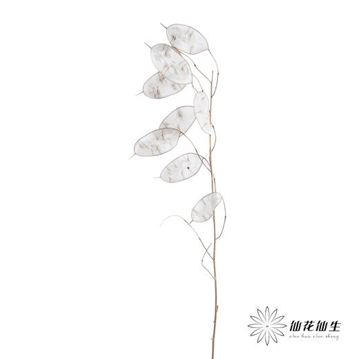 永生花材 | 银扇叶 商品图3