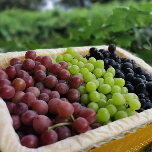 正宗新疆吐鲁番三色葡萄【顺丰包邮到家】