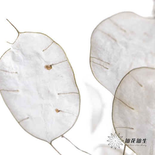 永生花材 | 银扇叶 商品图1