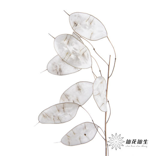 永生花材 | 银扇叶 商品图2