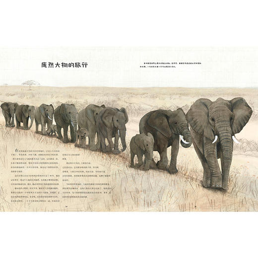 迁徙：不可思议的动物之旅 商品图5