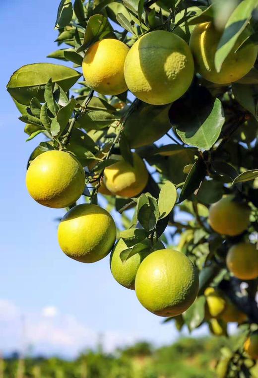 云南绿皮冰糖橙70-75果 商品图1