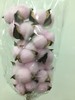 棉花【独立枝杆/10朵】单枝 多色可选 商品缩略图3