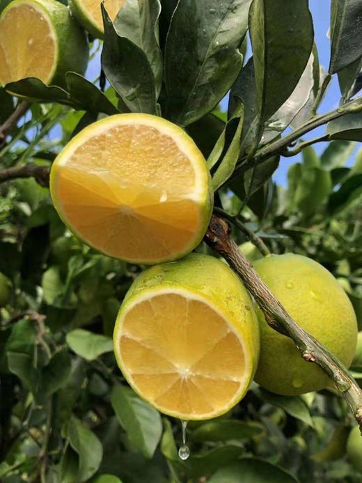 云南绿皮冰糖橙70-75果 商品图0