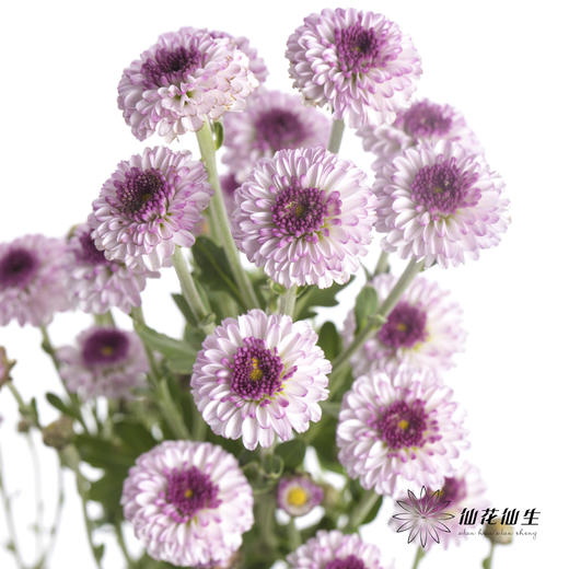 小菊 | 粉妍 商品图1