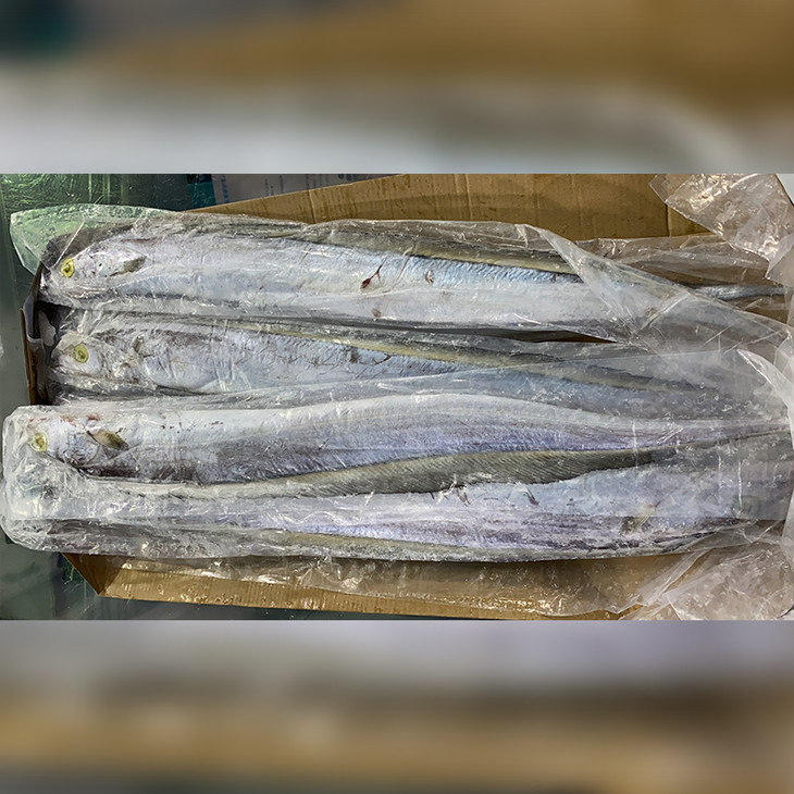 优选冻品精品冷冻带鱼宽带810条6斤装呼市包邮