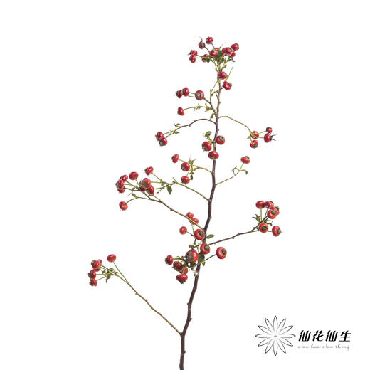 配果 | 蔷薇果（运输途中易掉果，介意慎拍） 商品图4