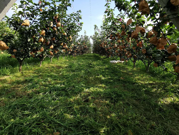 莱西市秋月梨种苗基地图片