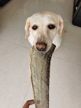 【好吃爱吃系列】爆款风干鳕鱼皮磨牙补钙耐咬美毛180克装！全场满80包邮