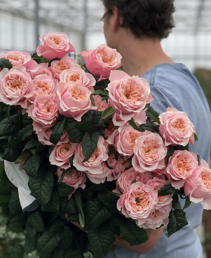 荷兰优质农场vip花园玫瑰随机品种混色5枝40cm小短腿不售后