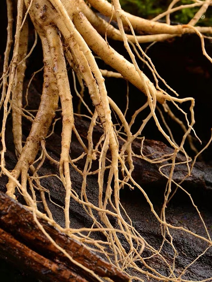 e73华润三九和善堂鲜人参10支品鲜装