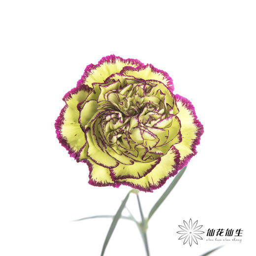 单头康乃馨 | 波西米亚 商品图1