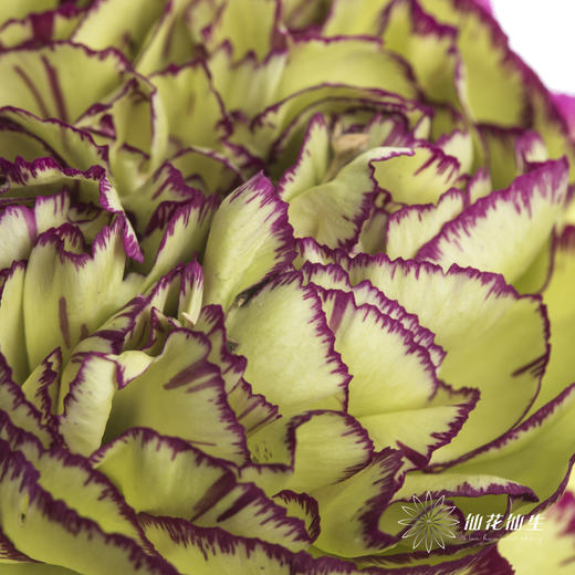 单头康乃馨 | 波西米亚 商品图2