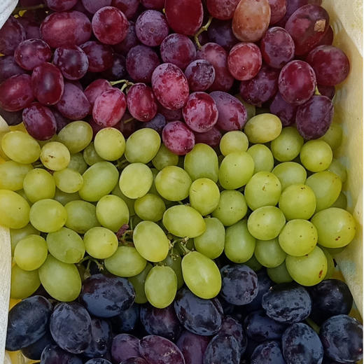 新疆三色葡萄4斤装±50g