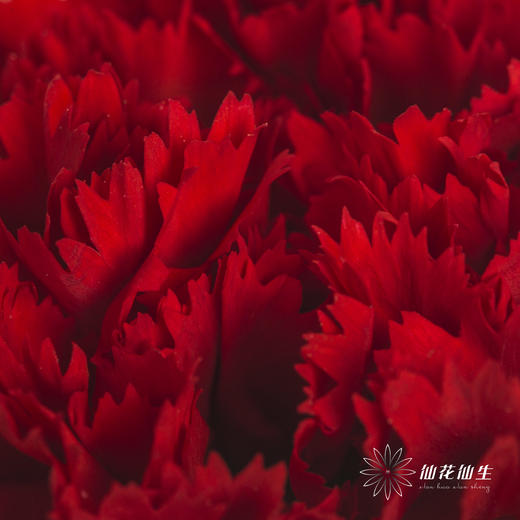 单头康乃馨 | 洪福 商品图1