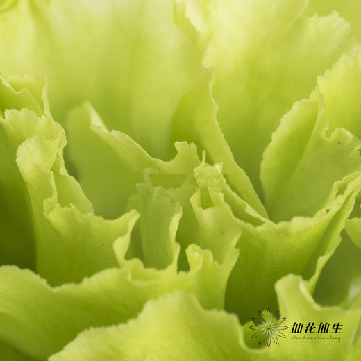 洋桔梗 | 翠绿色 商品图2