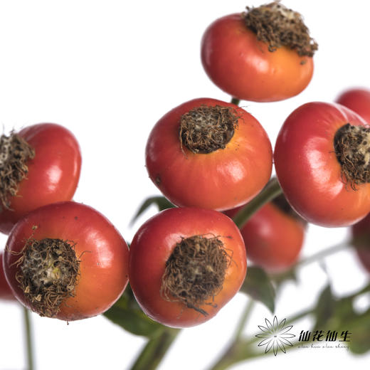 配果 | 蔷薇果（运输途中易掉果，介意慎拍） 商品图1