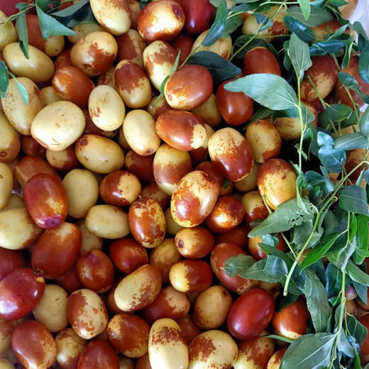 马奶枣大果2斤装