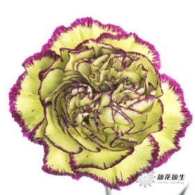 单头康乃馨 | 波西米亚