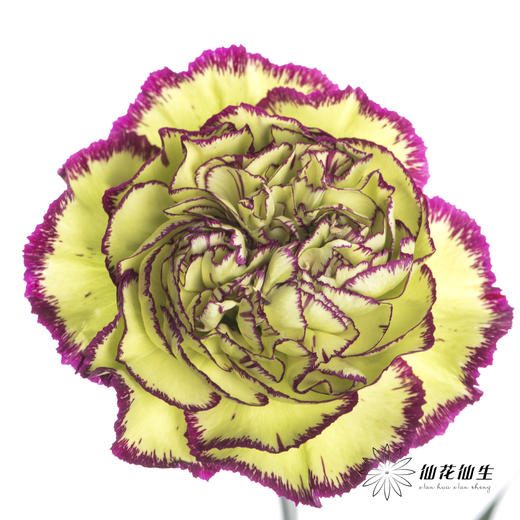 单头康乃馨 | 波西米亚 商品图0