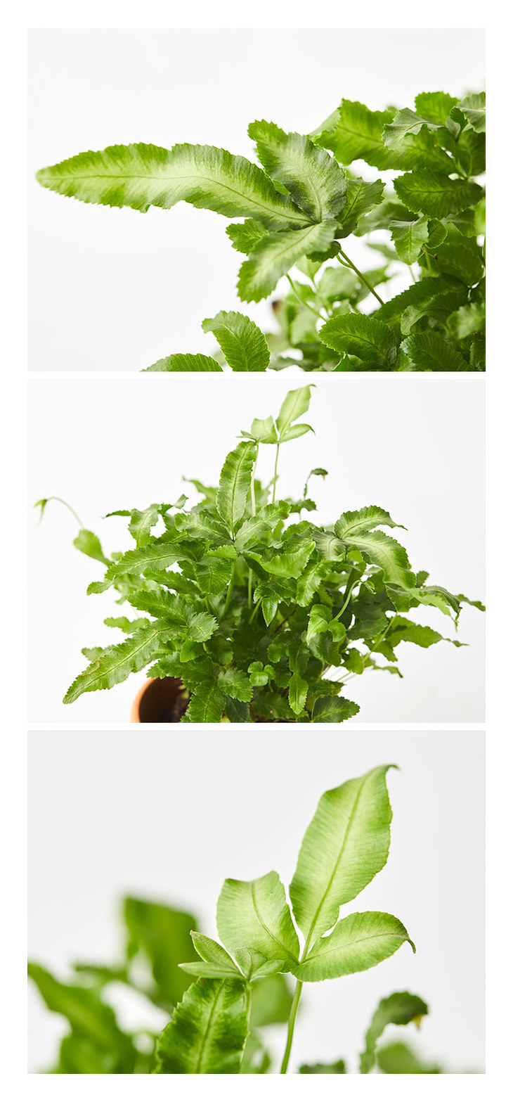 植小治·阿波银线蕨【no.028】