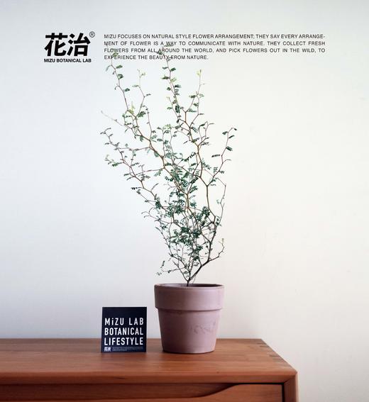 童话刺森 - 新 西 兰 刺 槐（进口植物／全国包邮） 商品图0