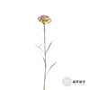 单头康乃馨 | 波西米亚 商品缩略图4