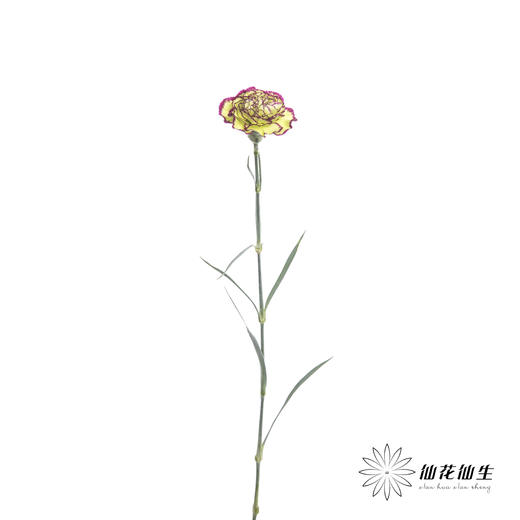 单头康乃馨 | 波西米亚 商品图4