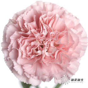 单头康乃馨 | 粉佳人