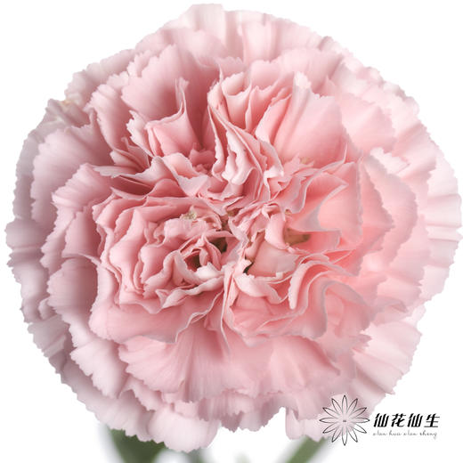 单头康乃馨 | 粉佳人 商品图0