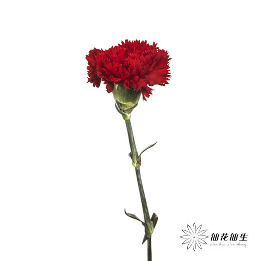 单头康乃馨 | 洪福 商品图2