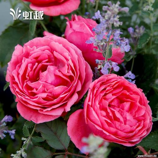 月季"花园公主" 1.5年生裸根苗