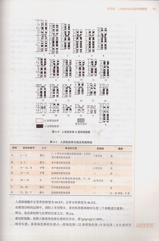 正版 医学遗传学 第十10版 教材书全国高等中医药院校十三五规划本科教材供中医学康复治疗学等专业 吴勃岩 赵丕文主编 中医出版社 商品图3