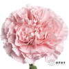单头康乃馨 | 粉佳人 商品缩略图1