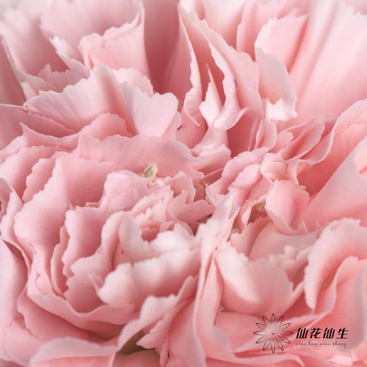 单头康乃馨 | 粉佳人 商品图5