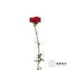 单头康乃馨 | 洪福 商品缩略图3