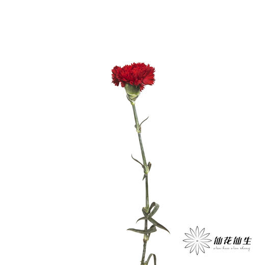 单头康乃馨 | 洪福 商品图3