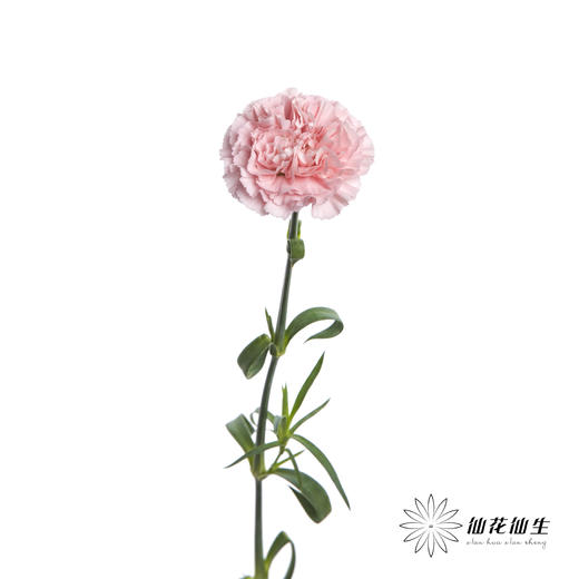单头康乃馨 | 粉佳人 商品图2