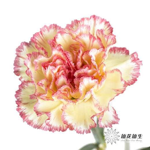 单头康乃馨 | 俏新娘 商品图0