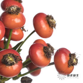 配果 | 蔷薇果（运输途中易掉果，介意慎拍）