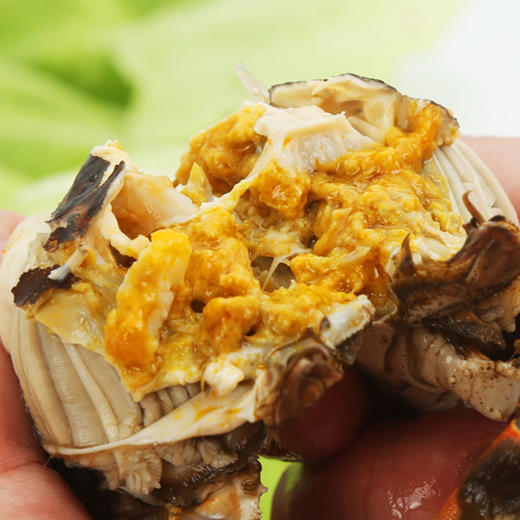 六月黄大闸蟹特大鲜活现货全母公蟹水产螃蟹礼盒装