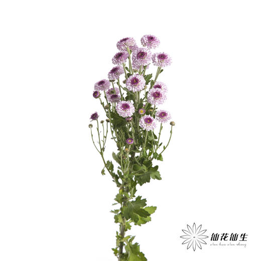 小菊 | 粉妍 商品图2