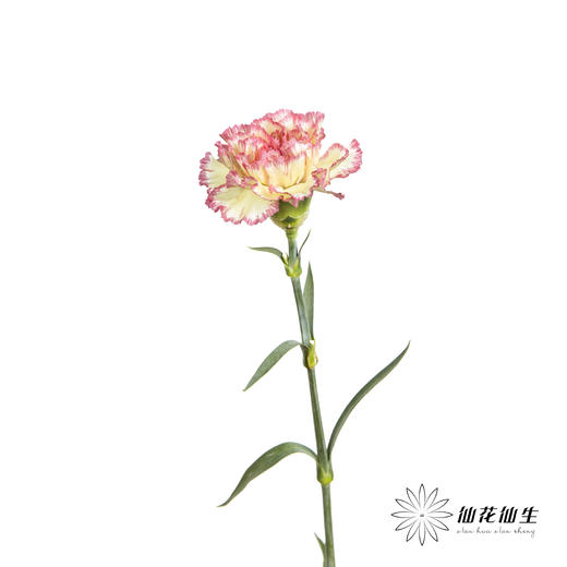 单头康乃馨 | 俏新娘 商品图2