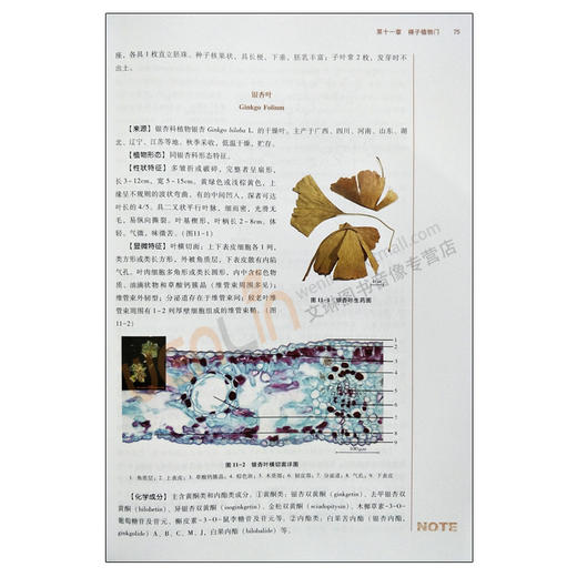 生药学 十三五规划教材 王喜军主编 中国中医药出版社9787513242684 商品图3