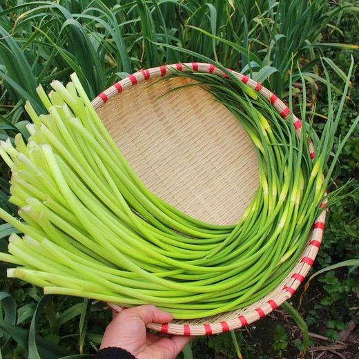 蒜苔1斤 500克±50克  【1斤起售】 商品图1