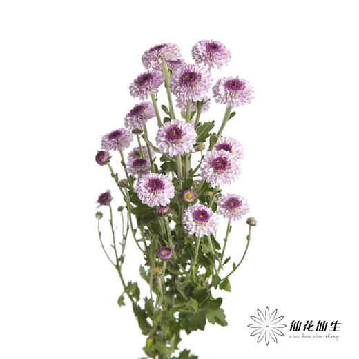 小菊 | 粉妍 商品图4