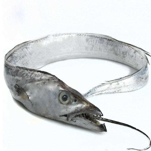 【优选-冻品】精品冷冻带鱼宽带 8-10条6斤装 (呼市包邮)