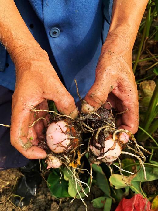 生态芋艿（500克） 商品图1